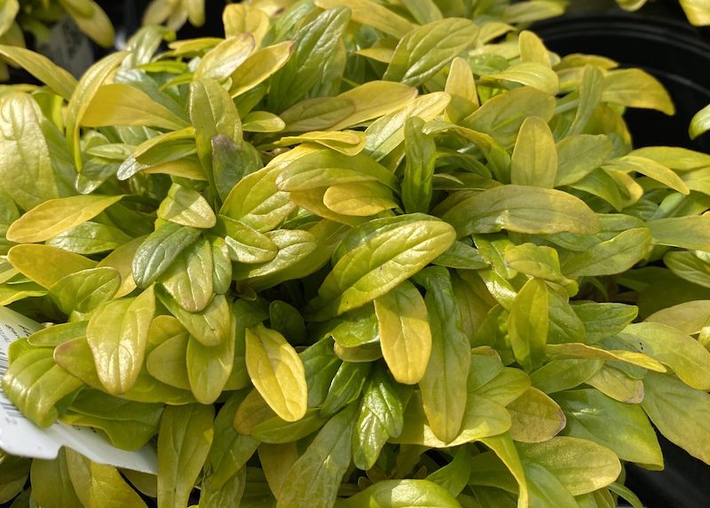 closeup-of-ajuga-cordial-canary-foliage.jpg