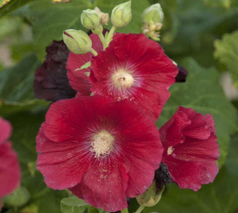 closeup-of-alcea-mars-magic-flowers.jpg