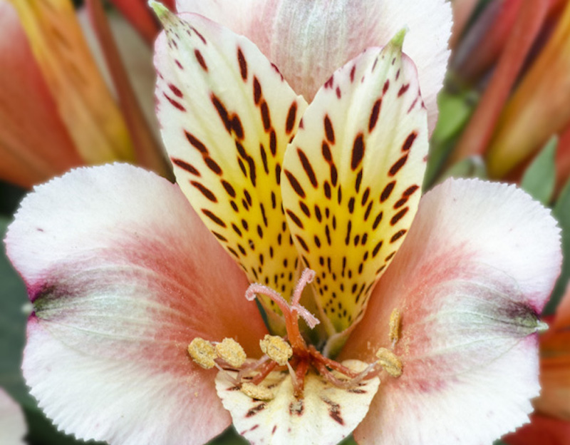 closeup-of-alstroemeria-inca-husky-peruvian-lily-flower.jpg