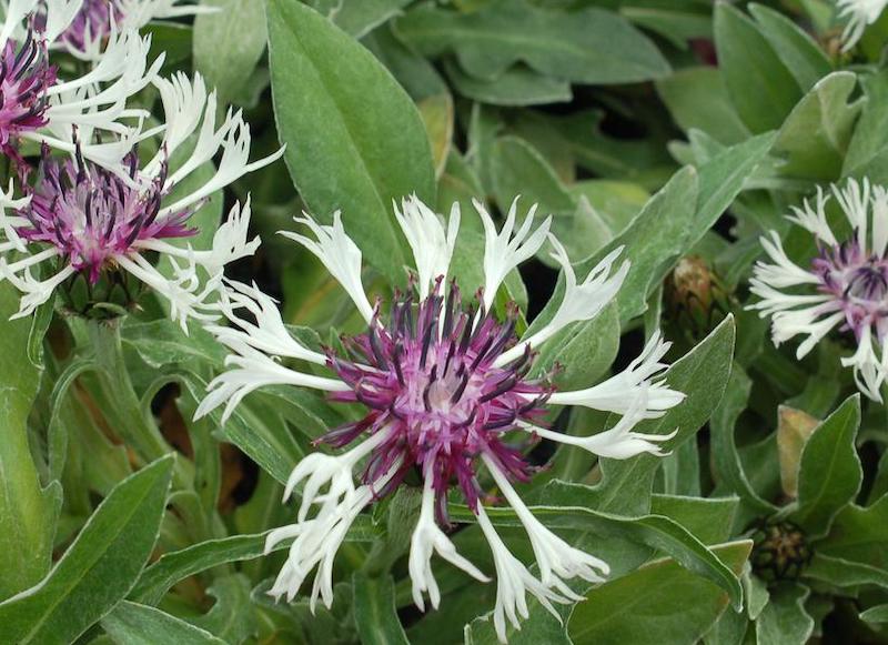 Bachelor's Buttons: How to Plant, Grow, and Care for Bachelor's