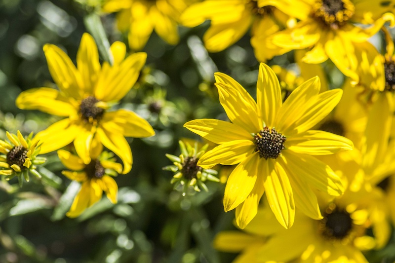 closeup-of-autumn-gold-helianthus-in-bloom.jpg