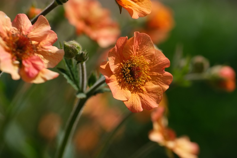 closeup-of-avens-flowers.jpg