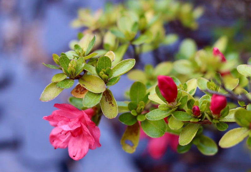 closeup-of-azalea-in-bloom.jpg