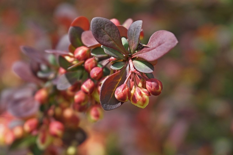 closeup-of-barberry-flower-buds.jpg