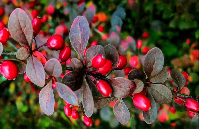 closeup-of-barberry-fruits.jpg