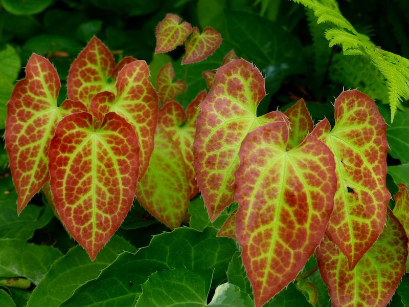 closeup-of-barrenwort-foliage.jpg