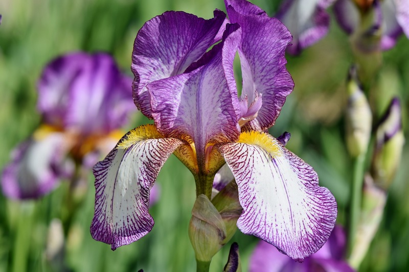 Is Iris Deer Resistant?