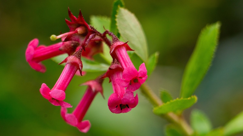 closeup-of-beardtongue-blooms.jpg