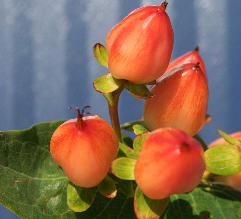 closeup-of-berries-from-hypericum-first-editions-pumpkin.jpg