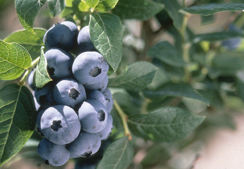 closeup-of-berries-on-chandler-blueberry-bush.jpg