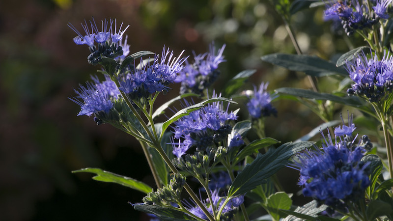 closeup-of-beyond-midnight-caryopteris-flowers.jpg