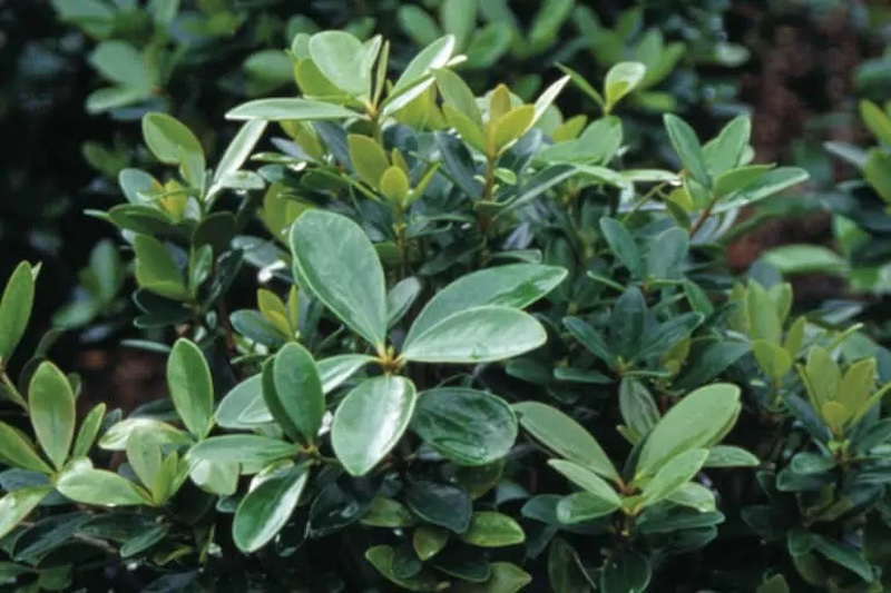 closeup-of-bigfoot-cleyera-foliage.jpg