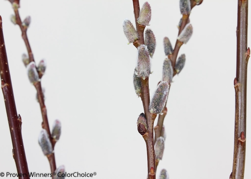 closeup-of-black-cat-pussy-willow.jpg