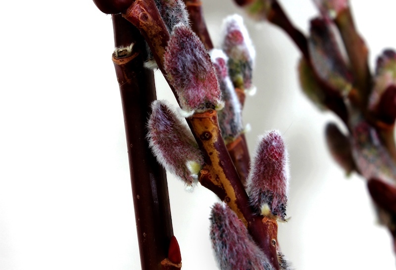 closeup-of-black-cat-pussywillow-catkins.jpg