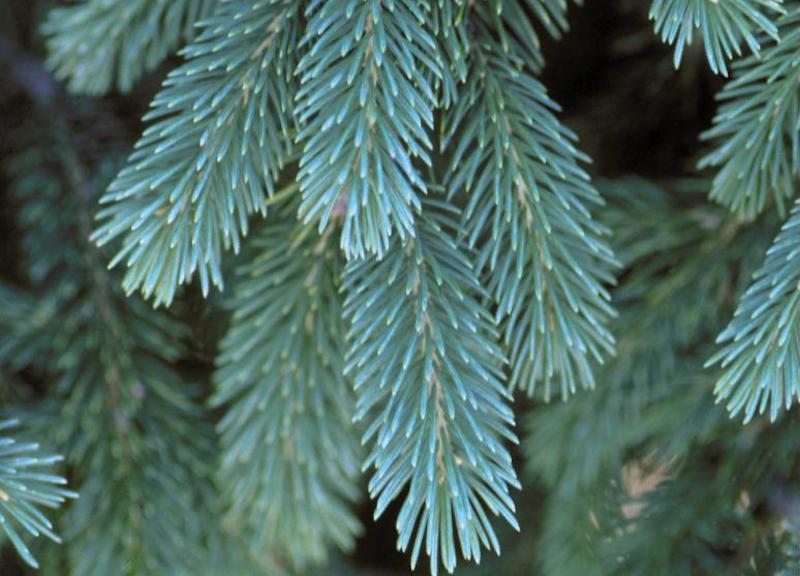 closeup-of-black-hills-spruce-needles.jpg