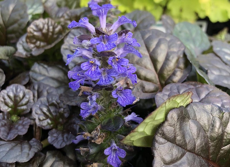 closeup-of-black-scallop-bugleweed.jpg