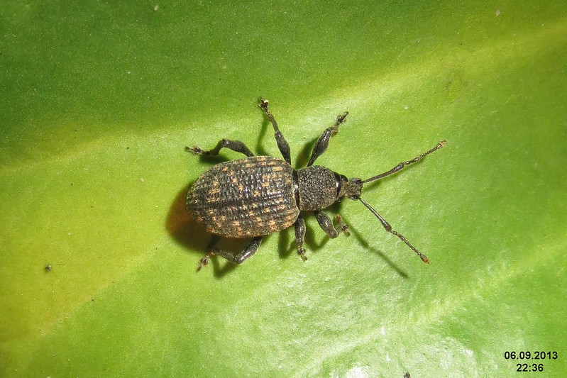 closeup-of-black-vine-weevil.jpg