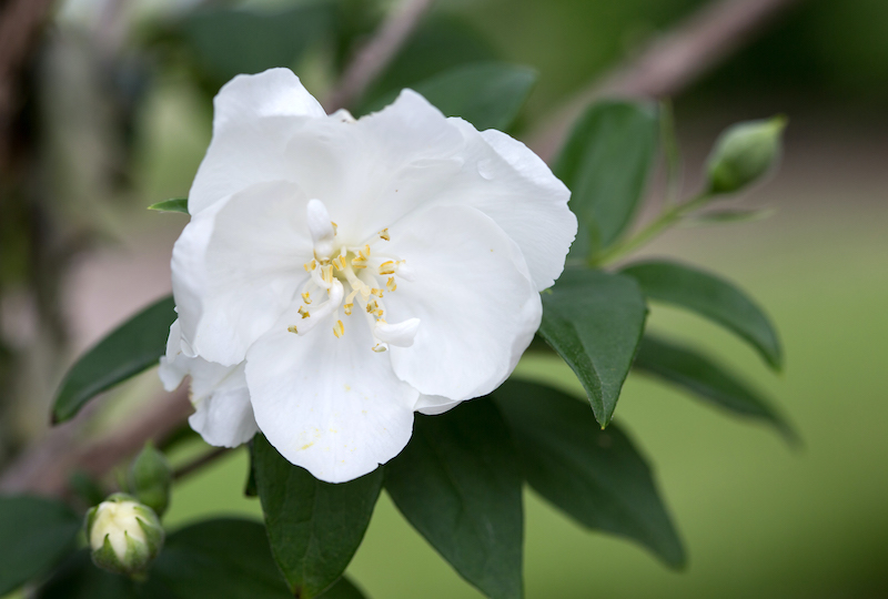 is mock orange poisonous to dogs