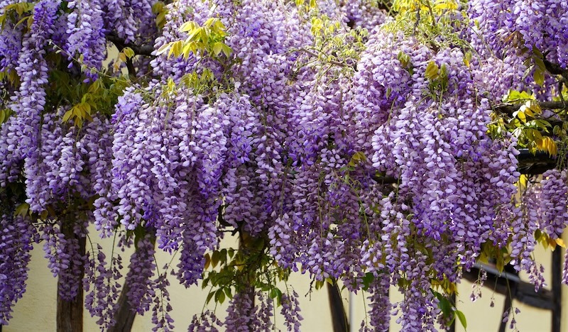 closeup-of-blooming-wisteria.jpg