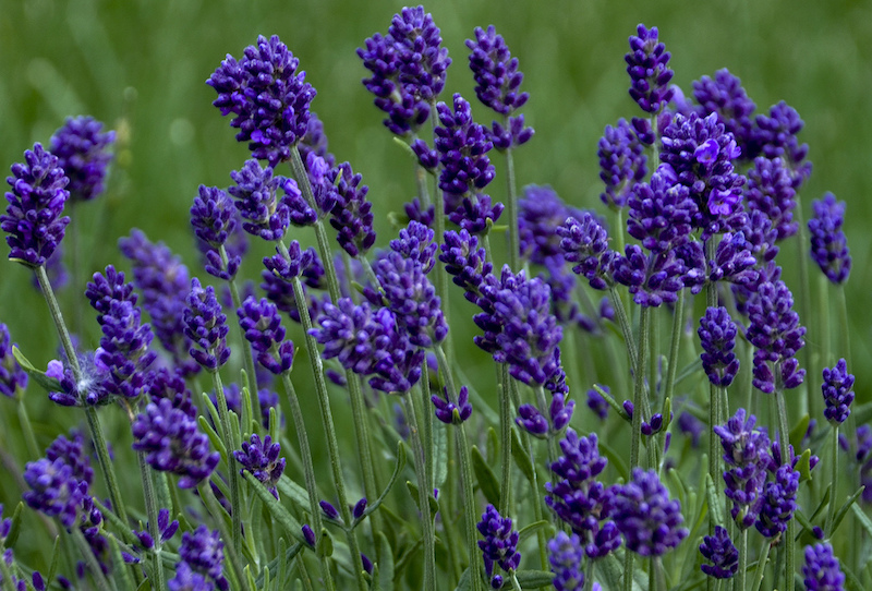 Lavender Flowers