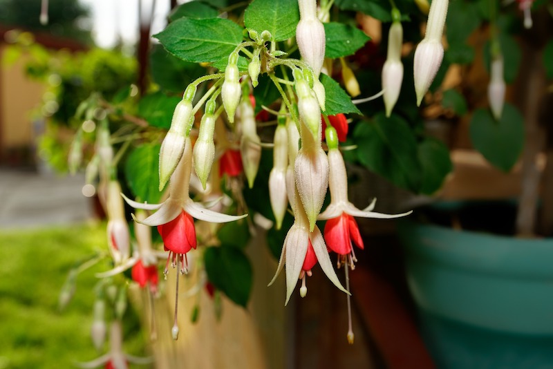 closeup-of-blooms-on-container-fuchsia.jpg