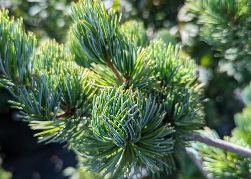 closeup-of-blue-japanese-white-pine.jpg