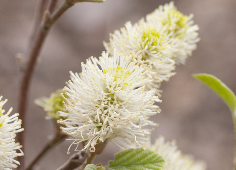 closeup-of-blue-shadow-fothergilla-flowers.jpg