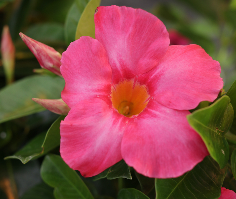 Are mandevilla poisonous sales to dogs