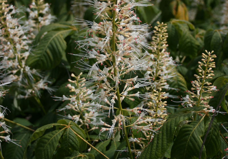 Watering Bottlebrush