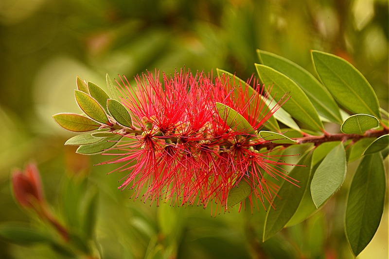 Bottle brush