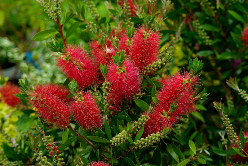 closeup-of-bottlebrush-flowers.jpg