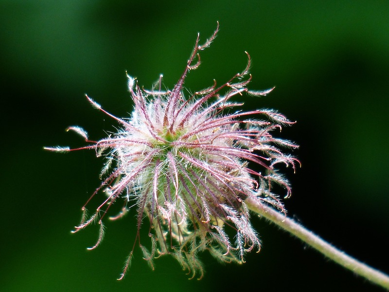 closeup-of-brook-avens-seedhead.jpg