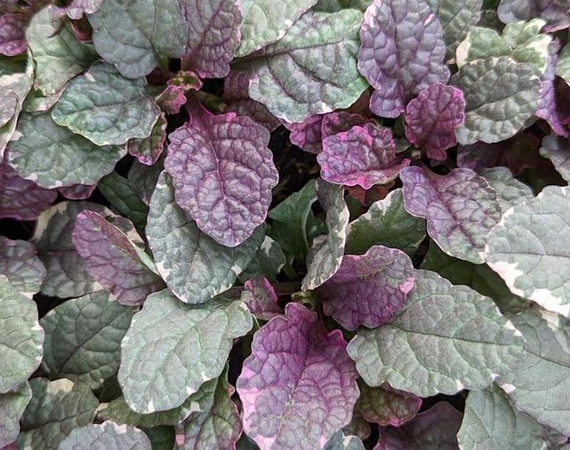 closeup-of-burgundy-glow-bugleweed.jpg