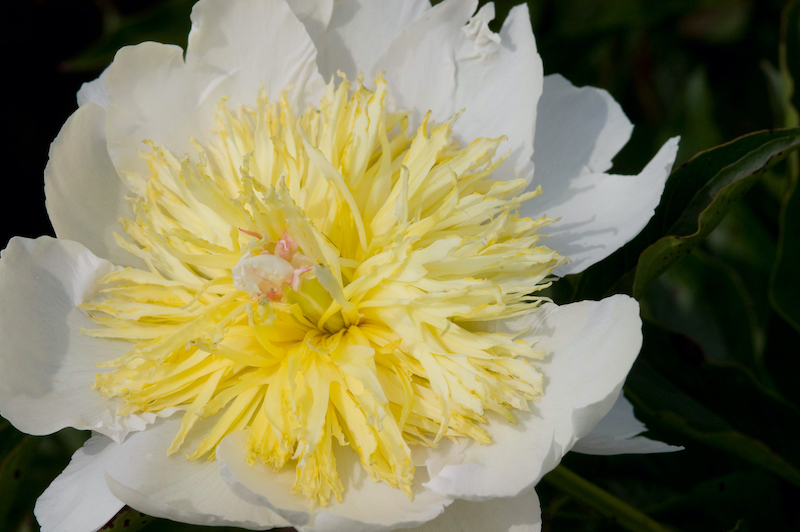 closeup-of-buttercup-peony.jpg