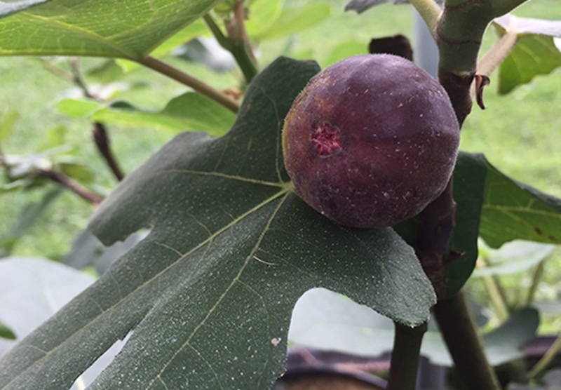 closeup-of-chicago-hardy-fig-fruit.jpg