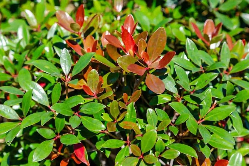 closeup-of-cleyera-montague-showy-foliage.jpg