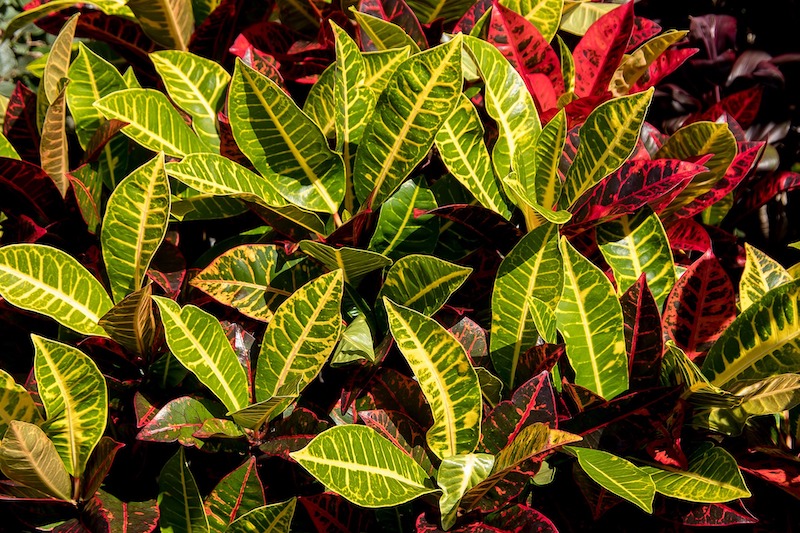 closeup-of-colorful-croton-foliage.jpg