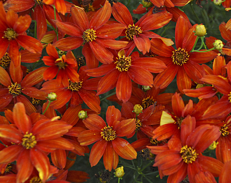 closeup-of-coreopsis-verticillata-crazy-cayenne.jpg