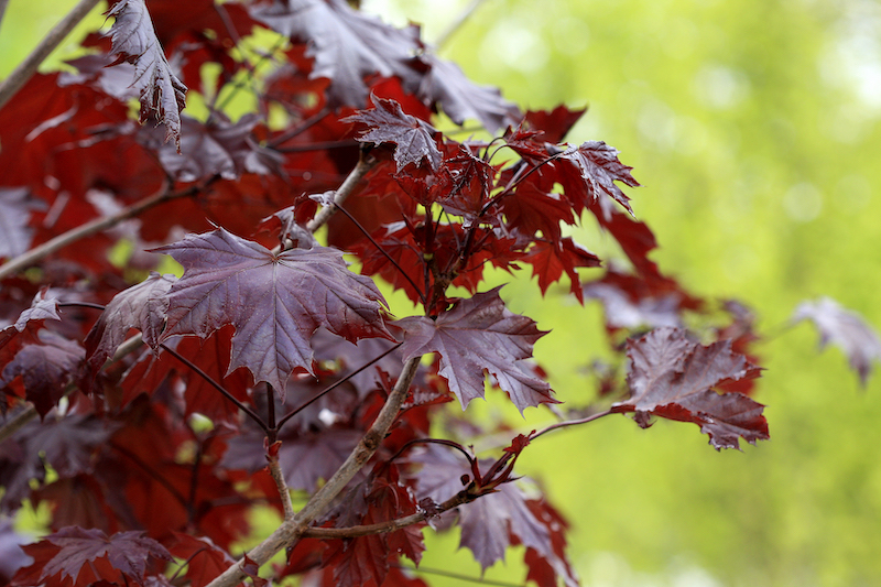 closeup-of-crimson-king-maple-foliage.jpg