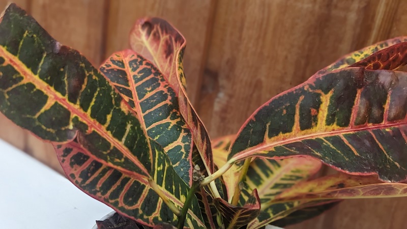 closeup-of-croton-foliage.jpg