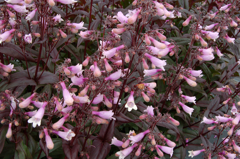 closeup-of-dark-towers-beardtongue-blooms.jpg