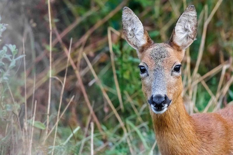 closeup-of-deer-in-backyard.jpg