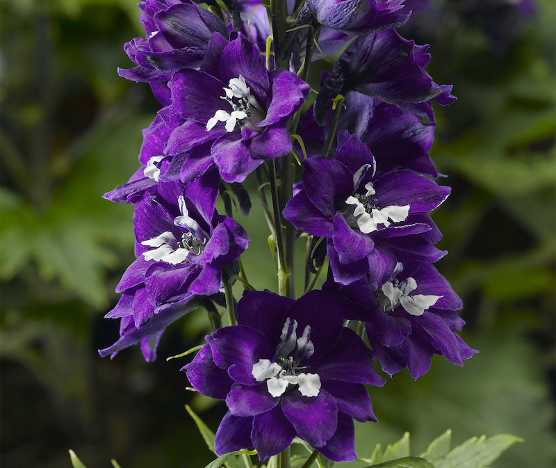 closeup-of-delphina-dark-blue-white-bee-flowers.jpg