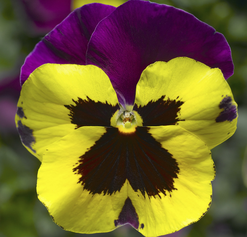 closeup-of-delta-yellow-with-purple-wing.jpg