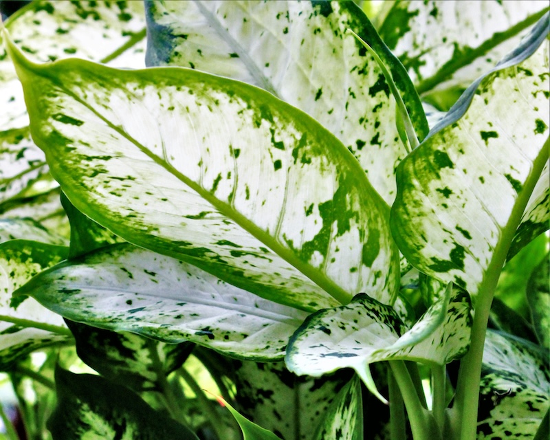 closeup-of-dieffenbachia-seguine-foliagef.jpg