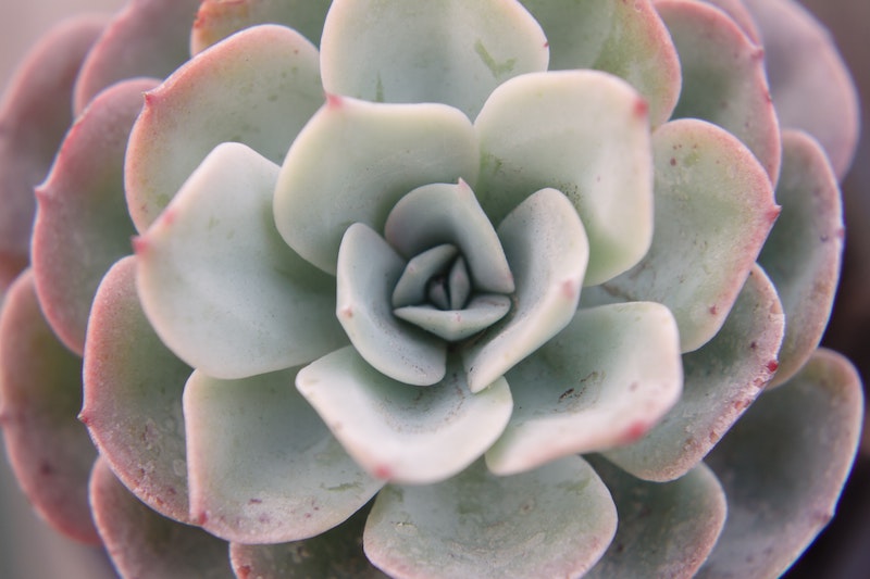 closeup-of-echeveria-rosette.jpg