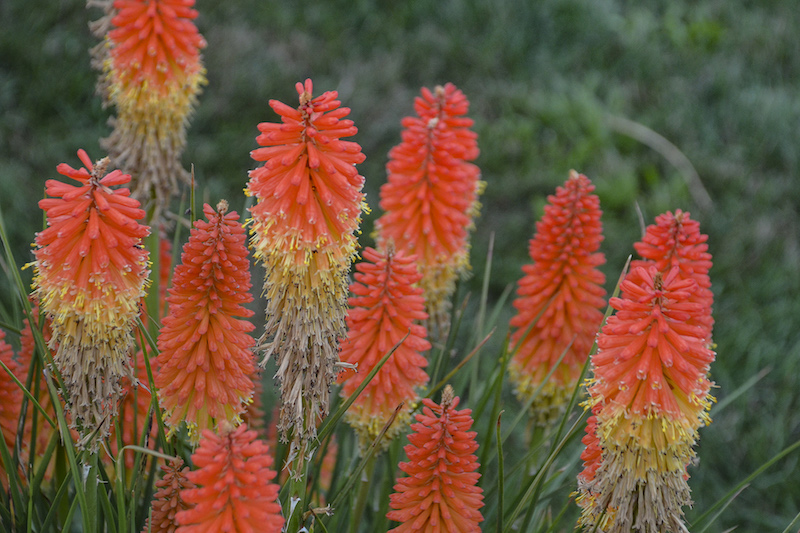 closeup-of-fading-kniphofia-backdraft-blooms.jpg