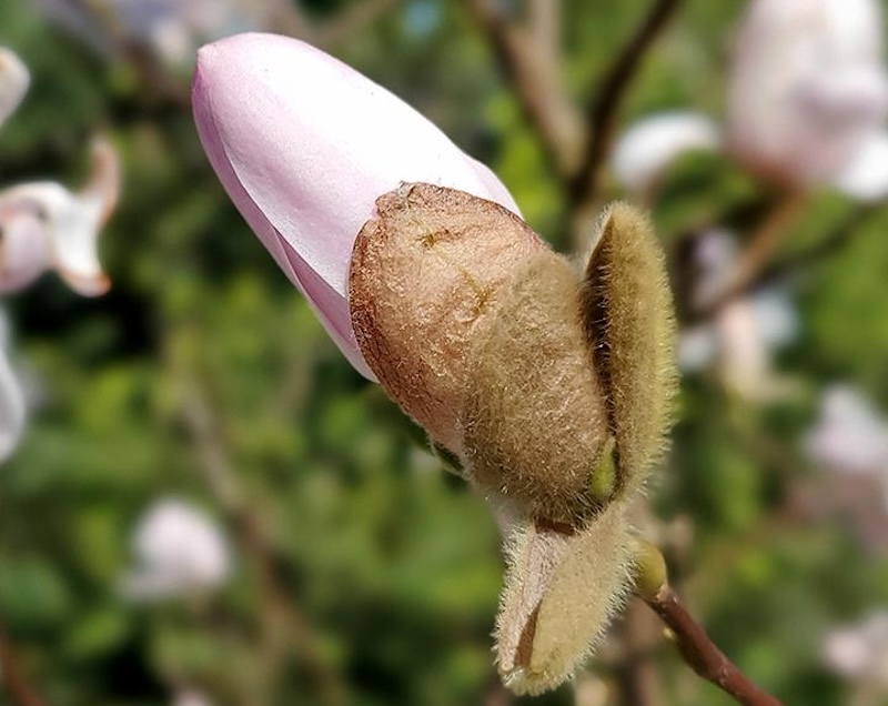 closeup-of-flower-bud-on-magnolia-stellata-royal-star.jpg