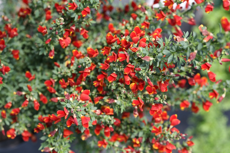 Planting Scotch Broom | Plant Addicts