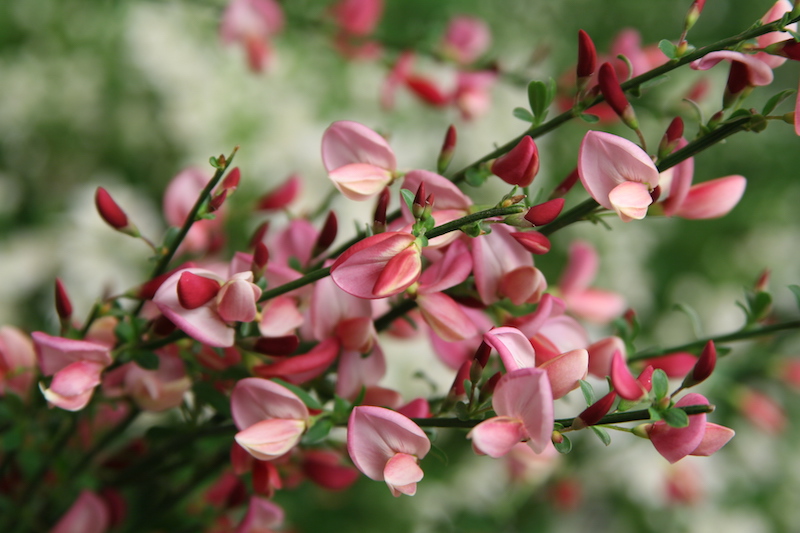 closeup-of-flowering-branch-on-sister-rosie-scotch-broom.jpg